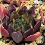 Haworthia Seedling MS094 Karasijoh x Vloki - 13