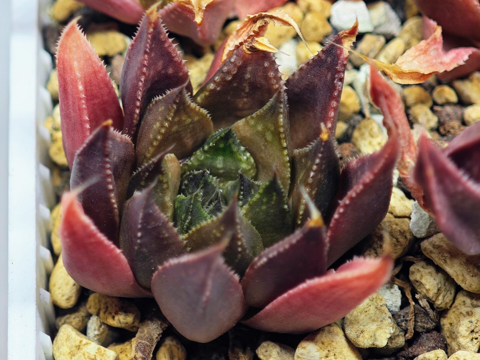 Haworthia Seedling MS094 Karasijoh x Vloki - 13