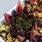 Haworthia Seedling MS094 Karasijoh x Vloki - 14