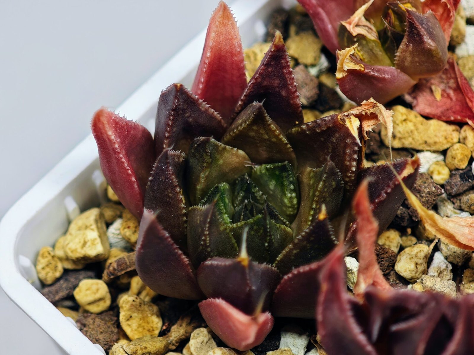 Haworthia Seedling MS094 Karasijoh x Vloki - 14