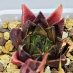 Haworthia Seedling MS094 Karasijoh x Vloki - 15