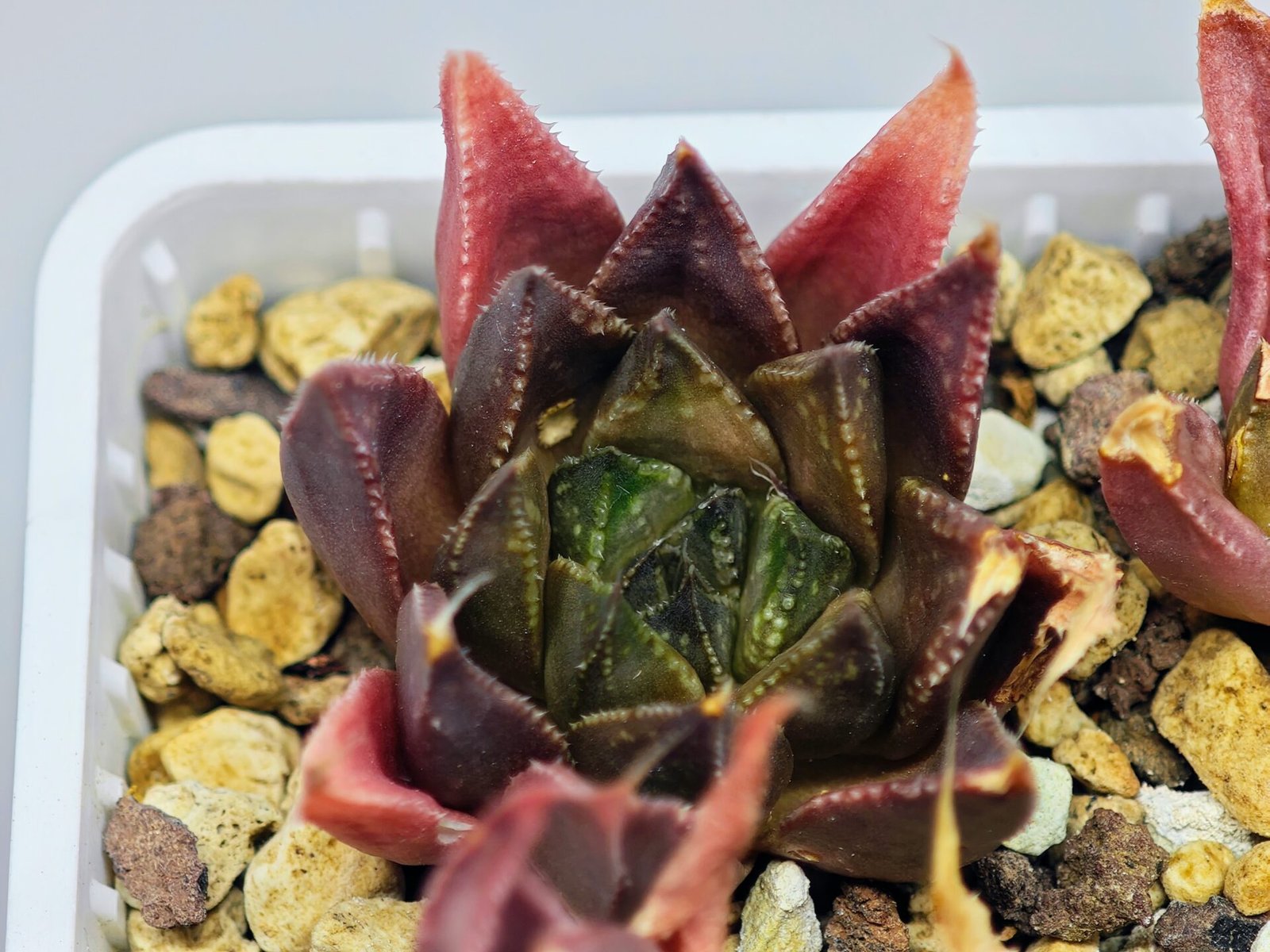 Haworthia Seedling MS094 Karasijoh x Vloki - 15