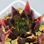 Haworthia Seedling MS094 Karasijoh x Vloki - 16