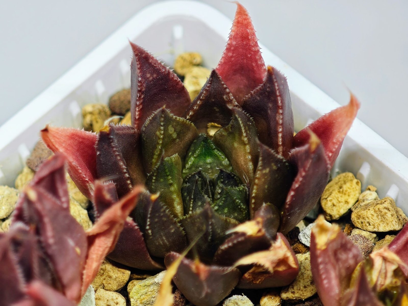 Haworthia Seedling MS094 Karasijoh x Vloki - 16