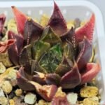 Haworthia Seedling MS094 Karasijoh x Vloki - 17