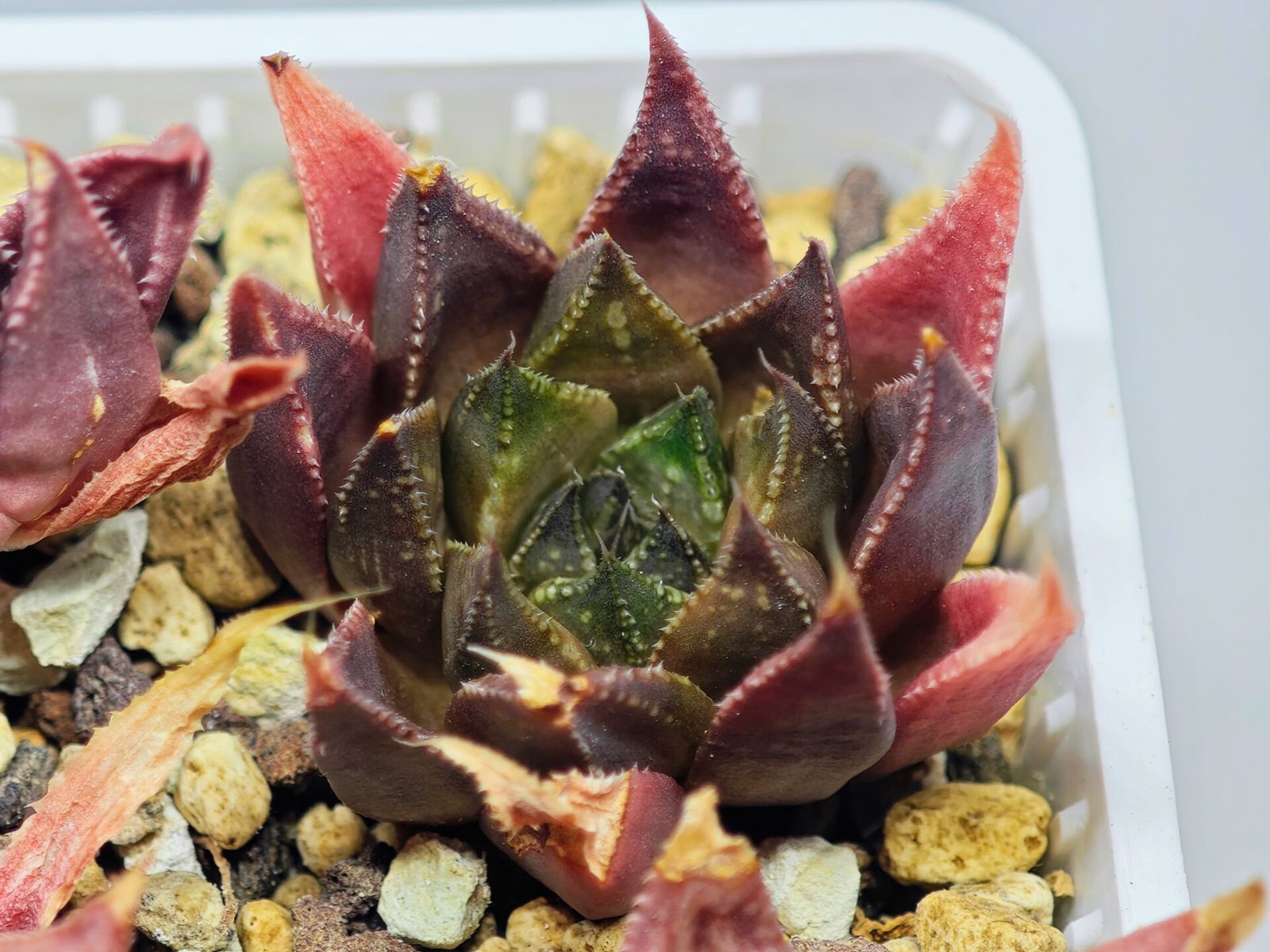 Haworthia Seedling MS094 Karasijoh x Vloki - 17