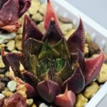 Haworthia Seedling MS094 Karasijoh x Vloki - 18
