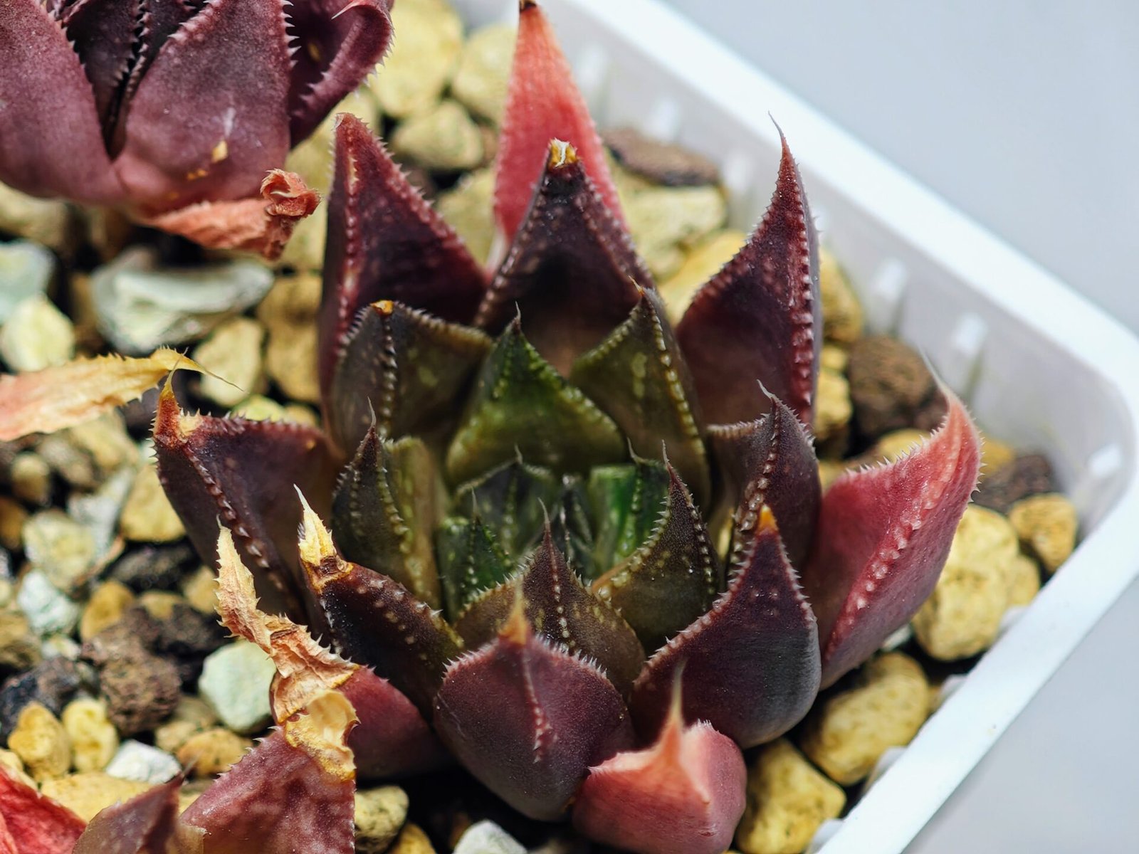 Haworthia Seedling MS094 Karasijoh x Vloki - 18