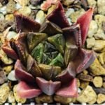 Haworthia Seedling MS094 Karasijoh x Vloki - 19