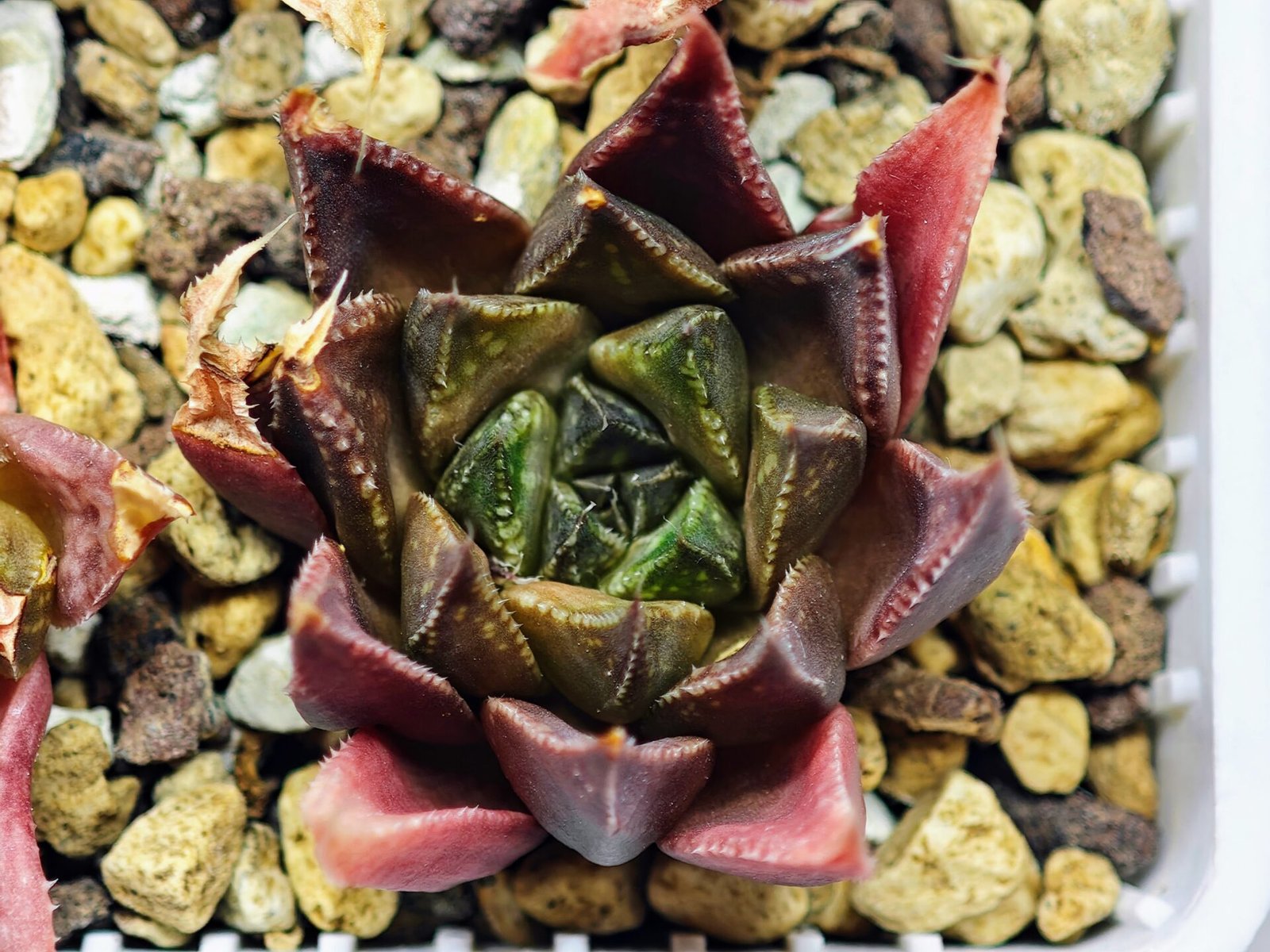 Haworthia Seedling MS094 Karasijoh x Vloki - 19
