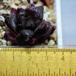 Haworthia Seedling Momiji Nishiki MS095 - 6