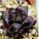 Haworthia Seedling Momiji Nishiki MS095 - 7