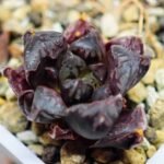 Haworthia Seedling Momiji Nishiki MS095 - 8