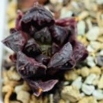 Haworthia Seedling Momiji Nishiki MS095 - 9