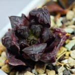 Haworthia Seedling Momiji Nishiki MS095 - 10