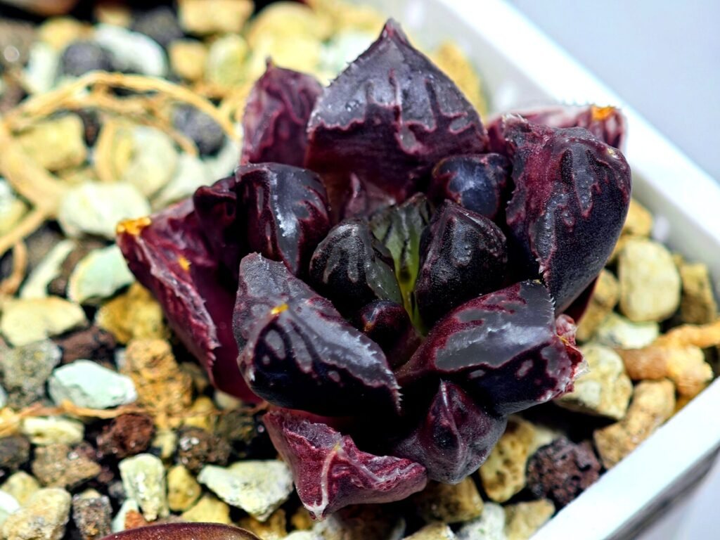 Haworthia Seedling Momiji Nishiki MS095 - 14