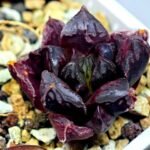 Haworthia Seedling Momiji Nishiki MS095 - 14
