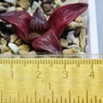 Haworthia Seedling MS099 Black Oil - 13