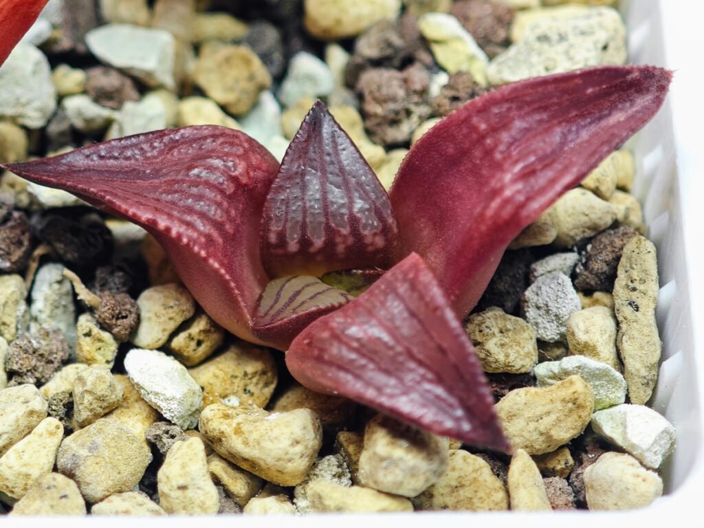 Haworthia Seedling MS099 Black Oil - 6