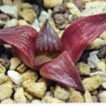 Haworthia Seedling MS099 Black Oil - 6