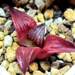 Haworthia Seedling MS099 Black Oil - 7