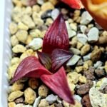 Haworthia Seedling MS099 Black Oil - 8