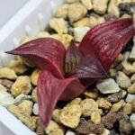 Haworthia Seedling MS099 Black Oil - 9