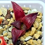 Haworthia Seedling MS099 Black Oil - 10