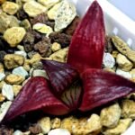 Haworthia Seedling MS099 Black Oil - 11