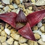 Haworthia Seedling MS099 Black Oil - 12
