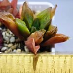 Haworthia Seedling MS100 Milky Way x Splendid - 17