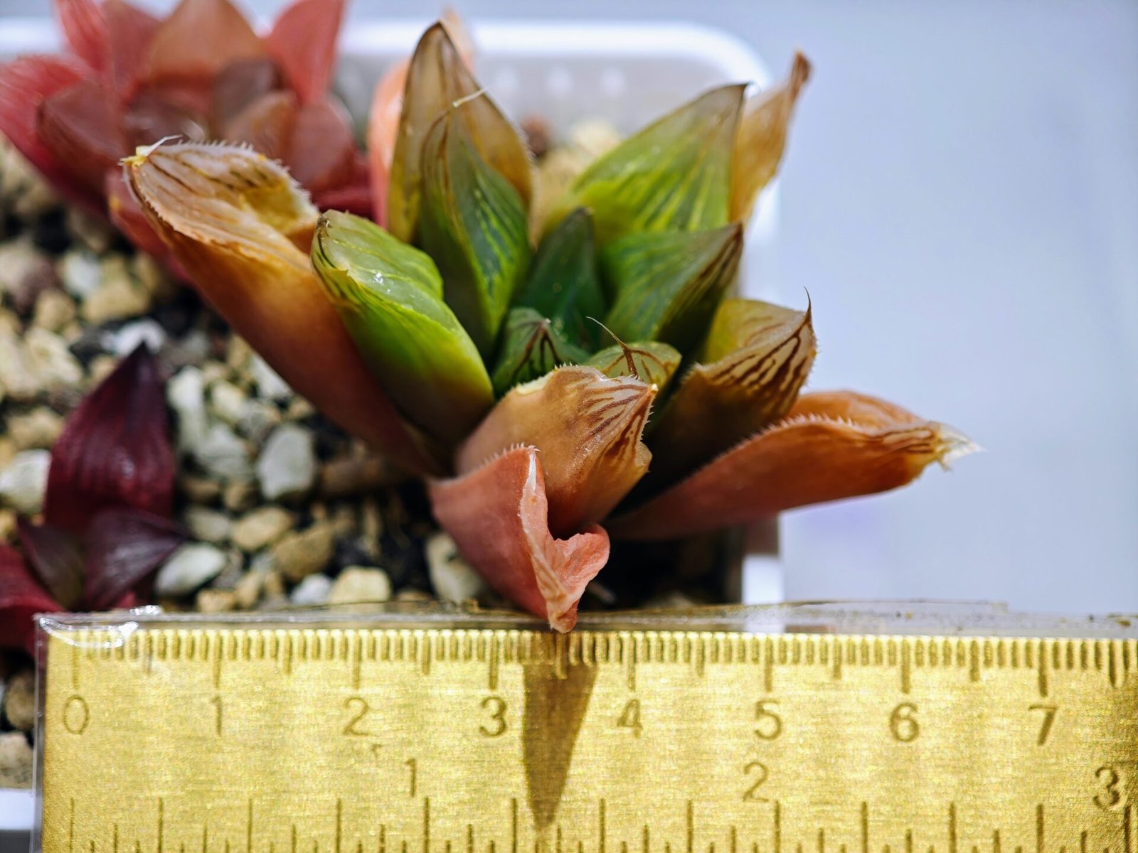 Haworthia Seedling MS100 Milky Way x Splendid - 17