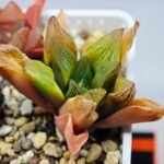 Haworthia Seedling MS100 Milky Way x Splendid - 18