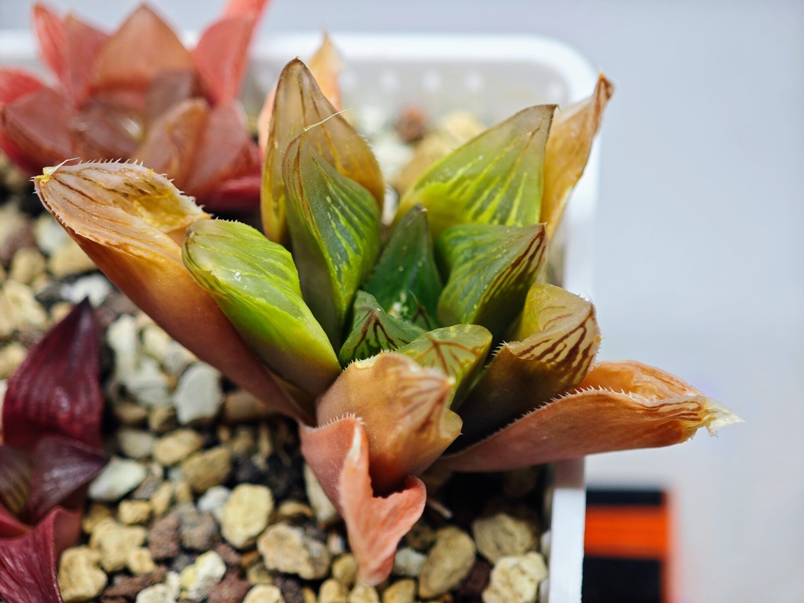 Haworthia Seedling MS100 Milky Way x Splendid - 18