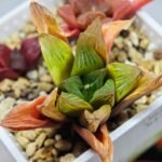 Haworthia Seedling MS100 Milky Way x Splendid - 19