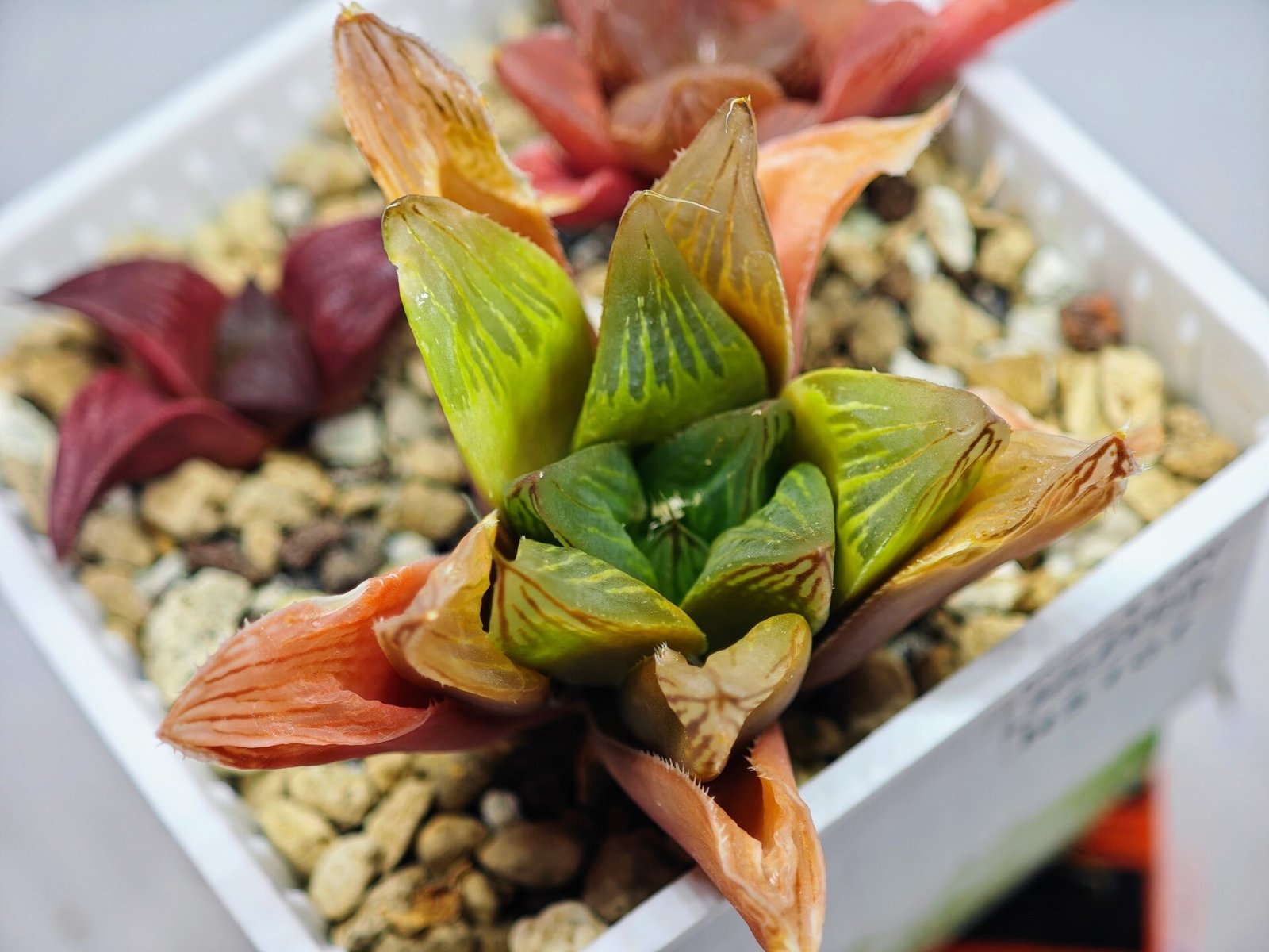 Haworthia Seedling MS100 Milky Way x Splendid - 19