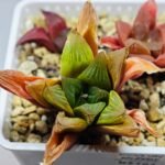 Haworthia Seedling MS100 Milky Way x Splendid - 20