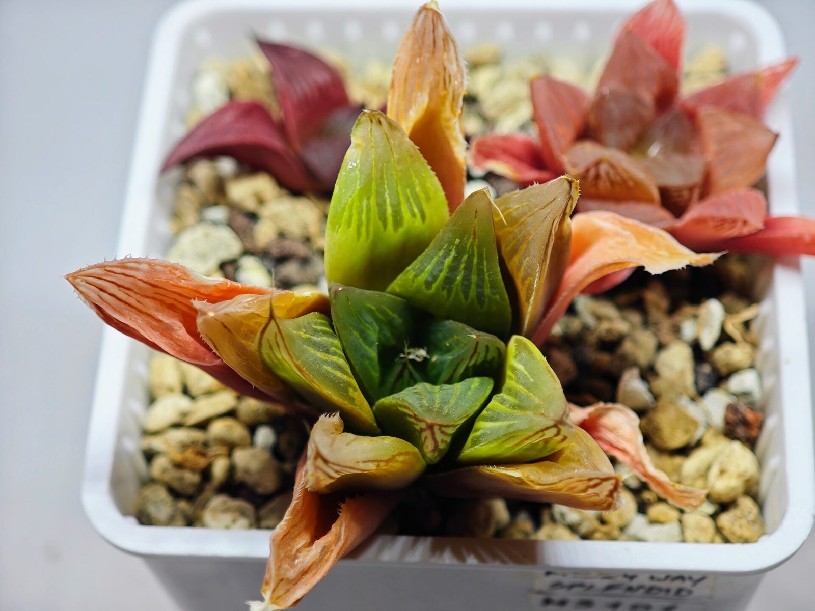 Haworthia Seedling MS100 Milky Way x Splendid - 20