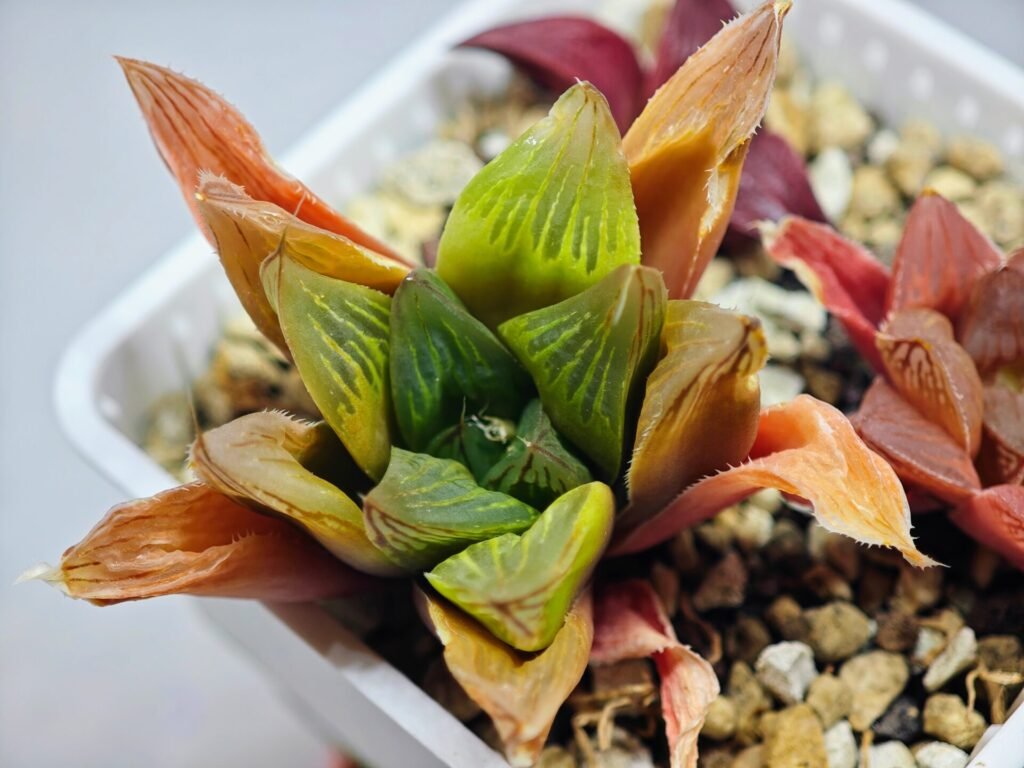 Haworthia Seedling MS100 Milky Way x Splendid - 11