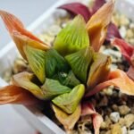 Haworthia Seedling MS100 Milky Way x Splendid - 11