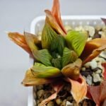 Haworthia Seedling MS100 Milky Way x Splendid - 12