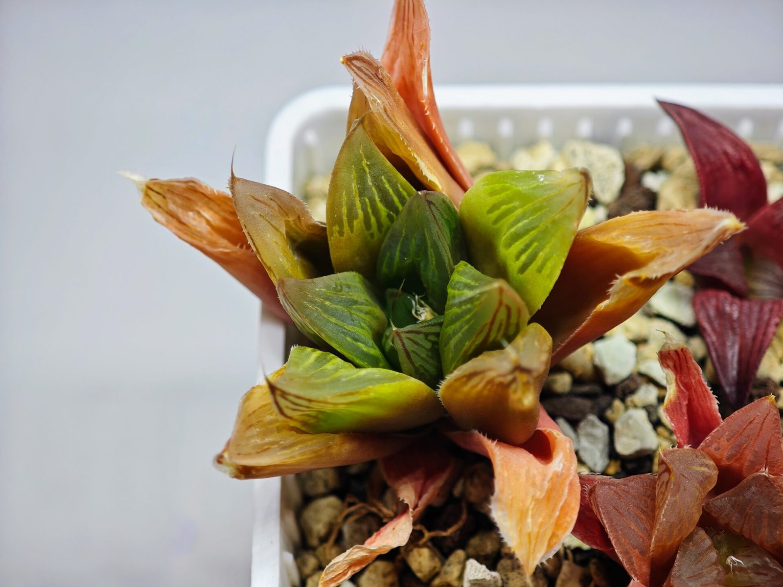 Haworthia Seedling MS100 Milky Way x Splendid - 12