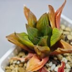 Haworthia Seedling MS100 Milky Way x Splendid - 13