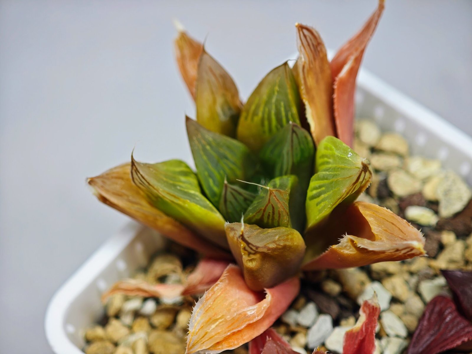 Haworthia Seedling MS100 Milky Way x Splendid - 13