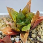 Haworthia Seedling MS100 Milky Way x Splendid - 14