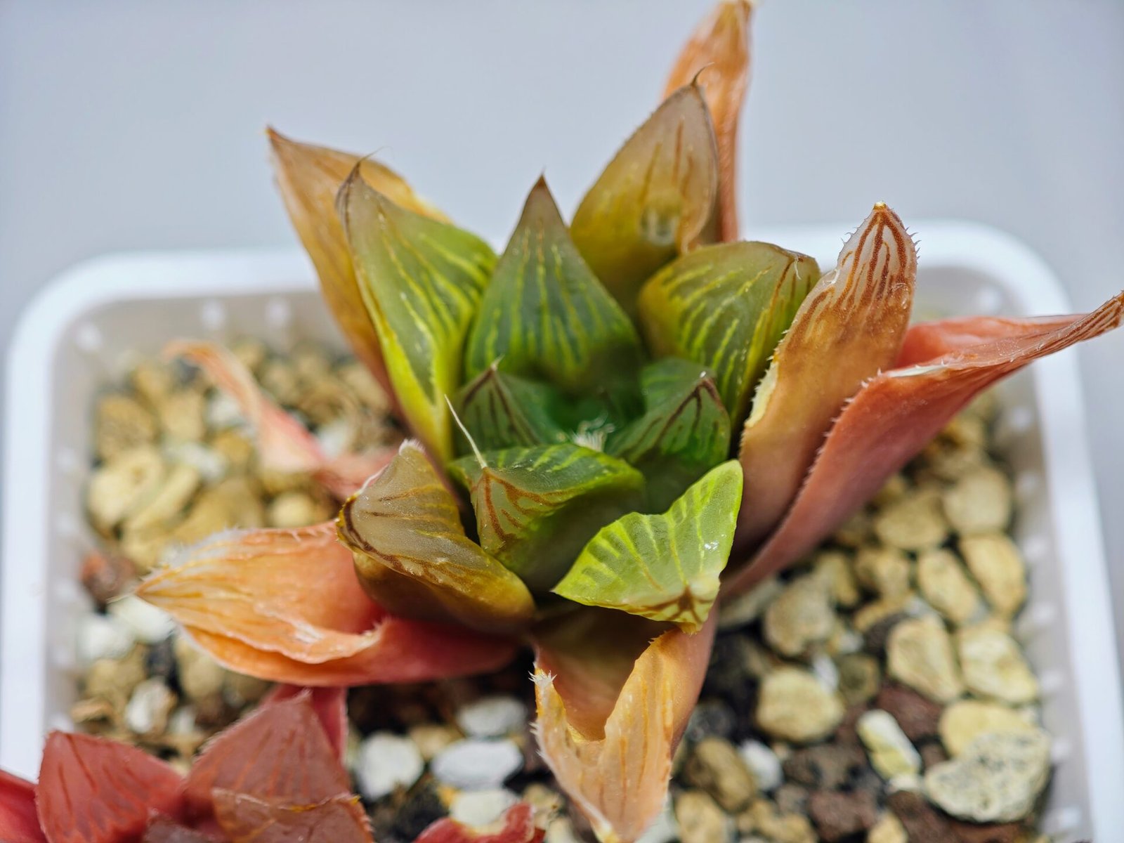 Haworthia Seedling MS100 Milky Way x Splendid - 14