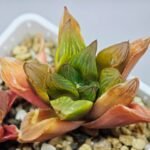 Haworthia Seedling MS100 Milky Way x Splendid - 15