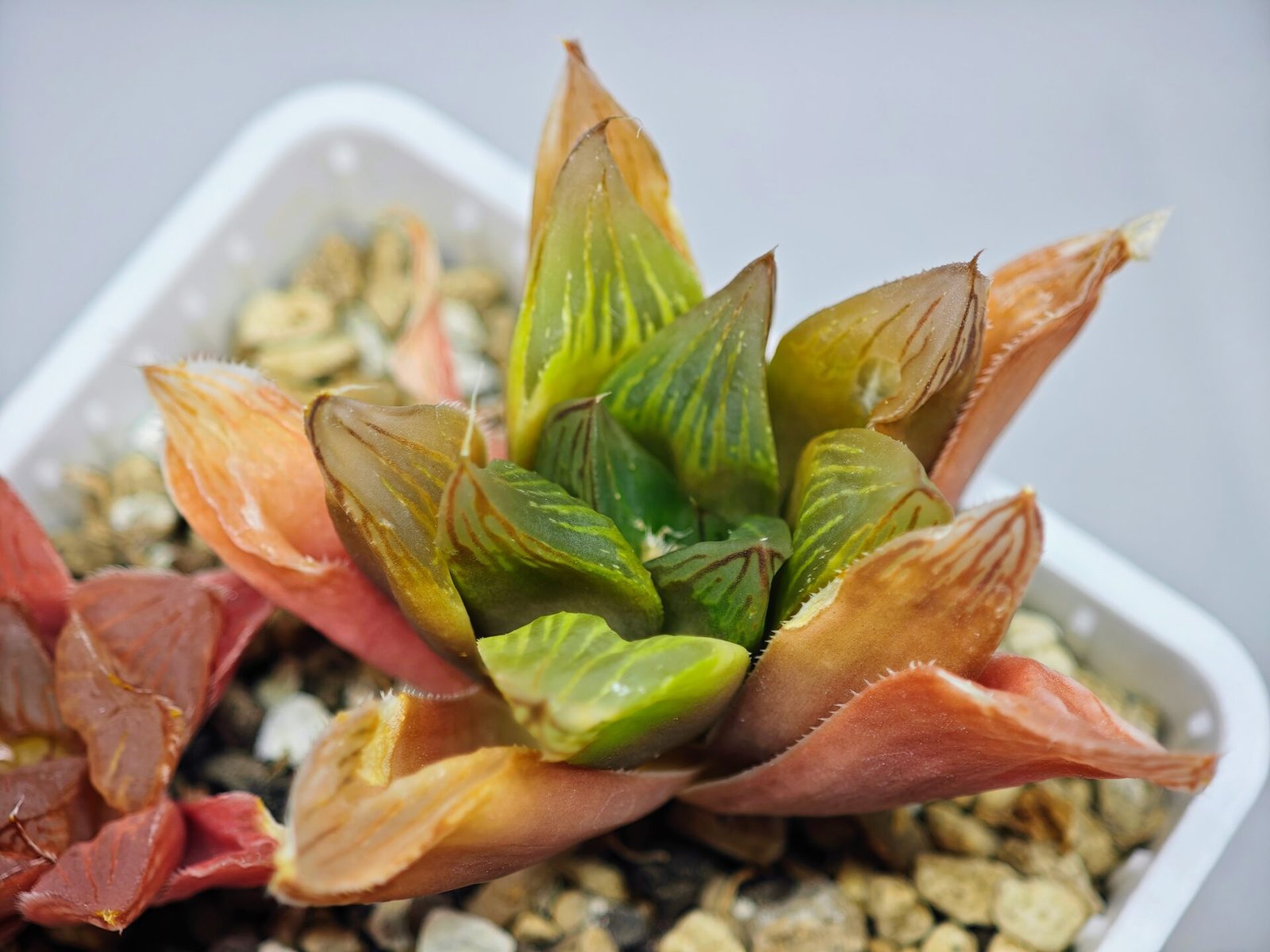 Haworthia Seedling MS100 Milky Way x Splendid - 15