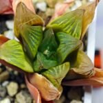 Haworthia Seedling MS100 Milky Way x Splendid - 16