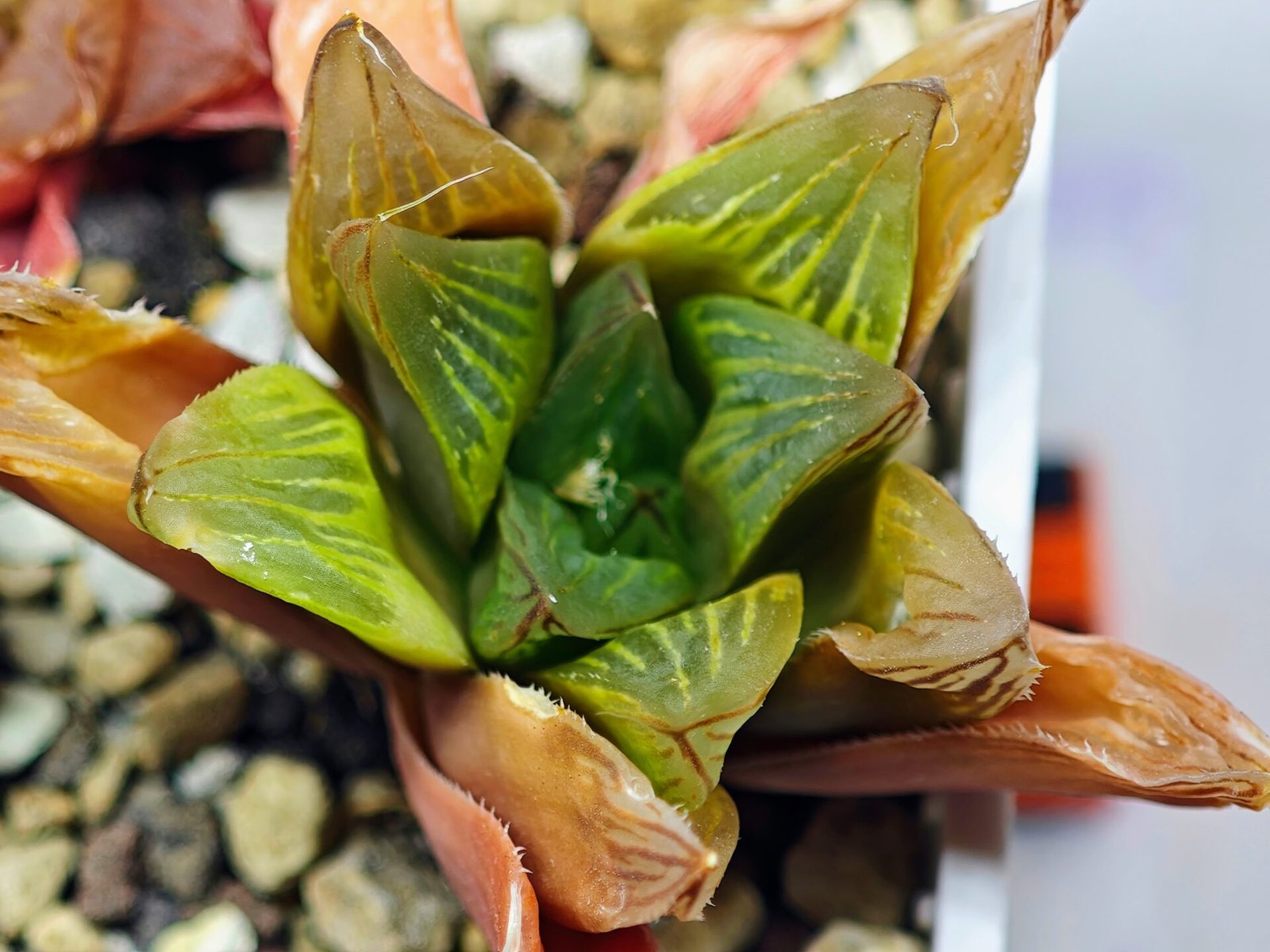 Haworthia Seedling MS100 Milky Way x Splendid - 16